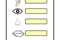 printable german body parts german deutsch worksheets and cards by worksheetszone german body composition training template doc