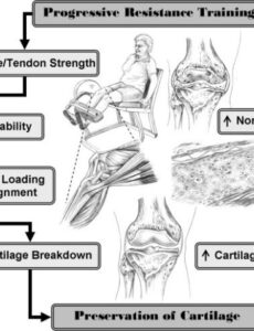 editable flow diagram detailing the rationale for implementing a progressive  download scientific diagram resistance training program template doc