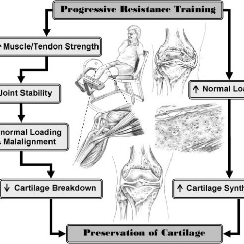 editable flow diagram detailing the rationale for implementing a progressive  download scientific diagram resistance training program template doc